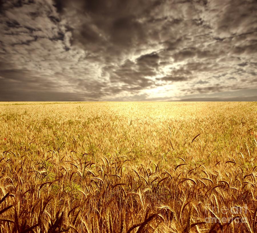 Farm Photograph - Golden Beautiful Wheat Farm by Boon Mee