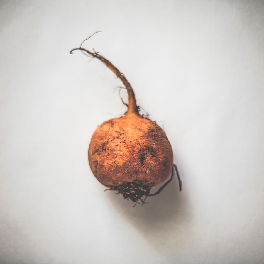 Fall Photograph - Golden Beetroot by Kate Morton