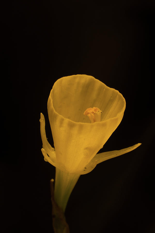 Golden Bell Daffodil in Springtime Photograph by Douglas Barnett
