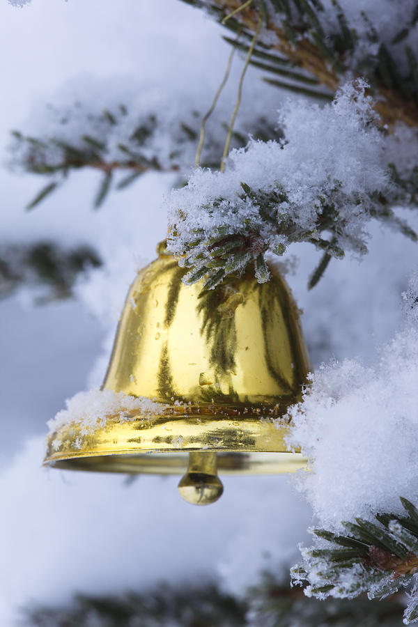 Golden bell in a snow covered tree Photograph by Ulrich Kunst And Bettina Scheidulin