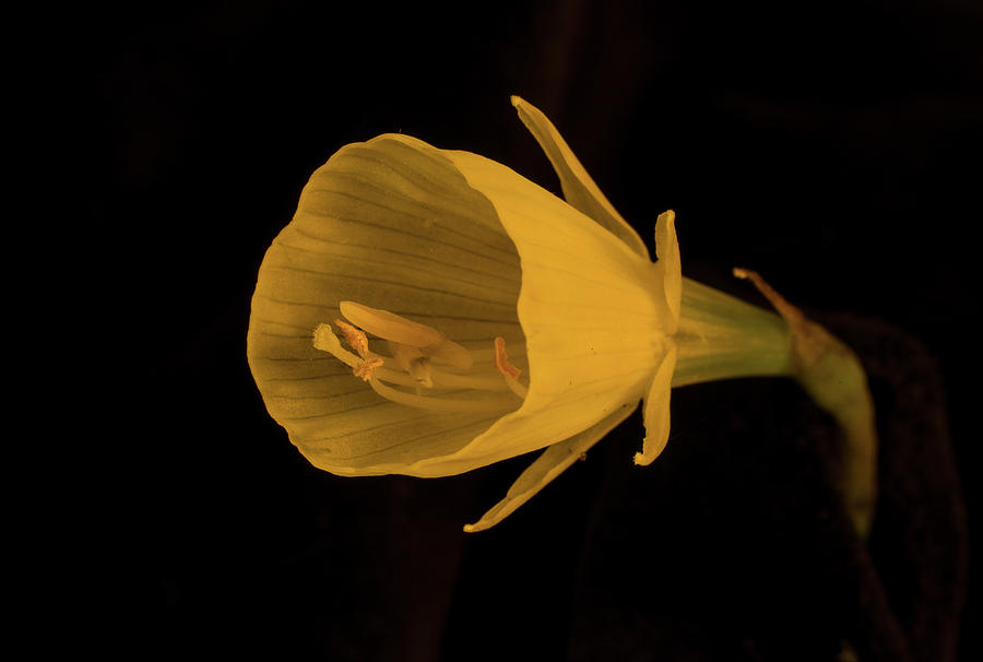 Golden Bells Carpet Daffodil in Subdued Light Photograph by Douglas Barnett