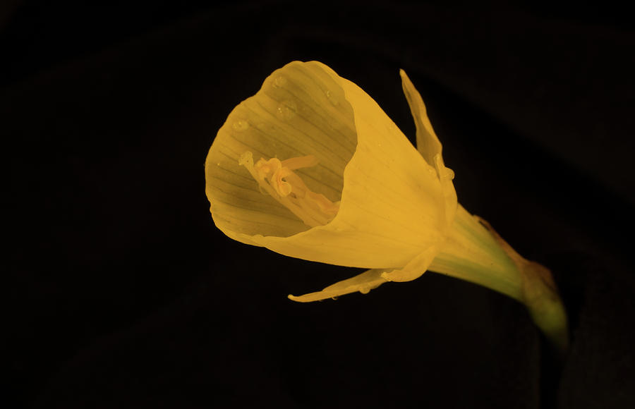 Golden Bells Carpet Daffodil Reprodutive Structures Photograph by Douglas Barnett