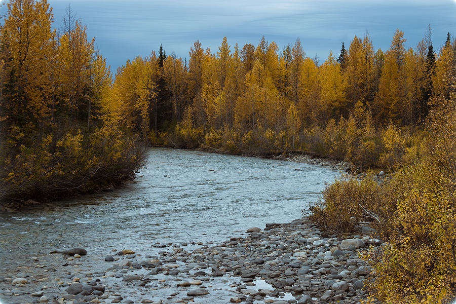 Golden birch in Alaska Photograph by Jeff Folger