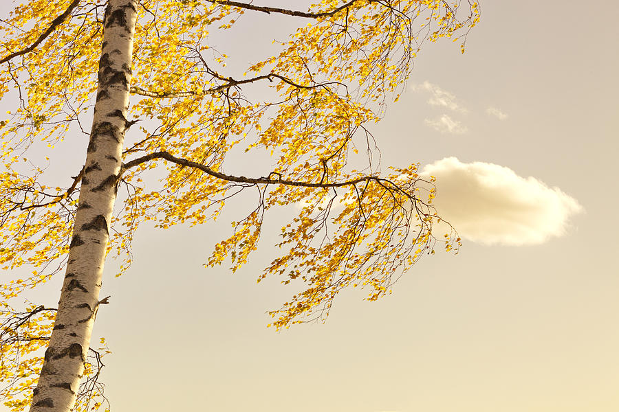 Golden birch leaves fluttering in a morning breeze Photograph by Ulrich Kunst And Bettina Scheidulin