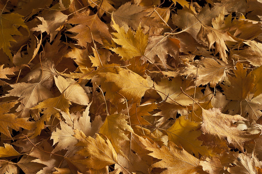 Golden Birch Leaves  Photograph by Sandra Foster