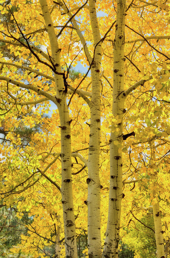 Nature Photograph - Golden Birch  by Saija Lehtonen