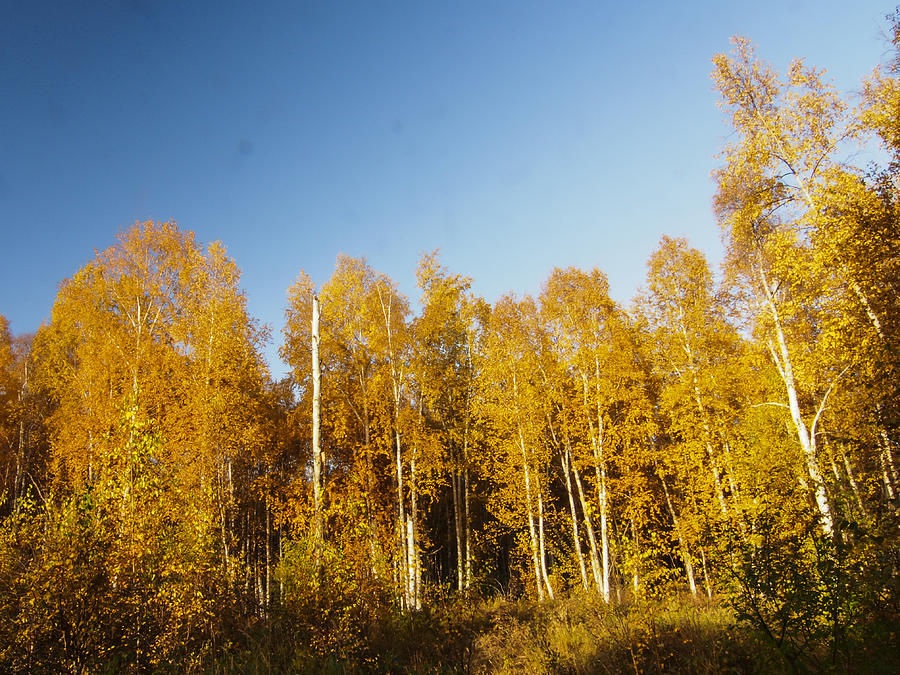 Golden Birches Photograph by Ian Johnson