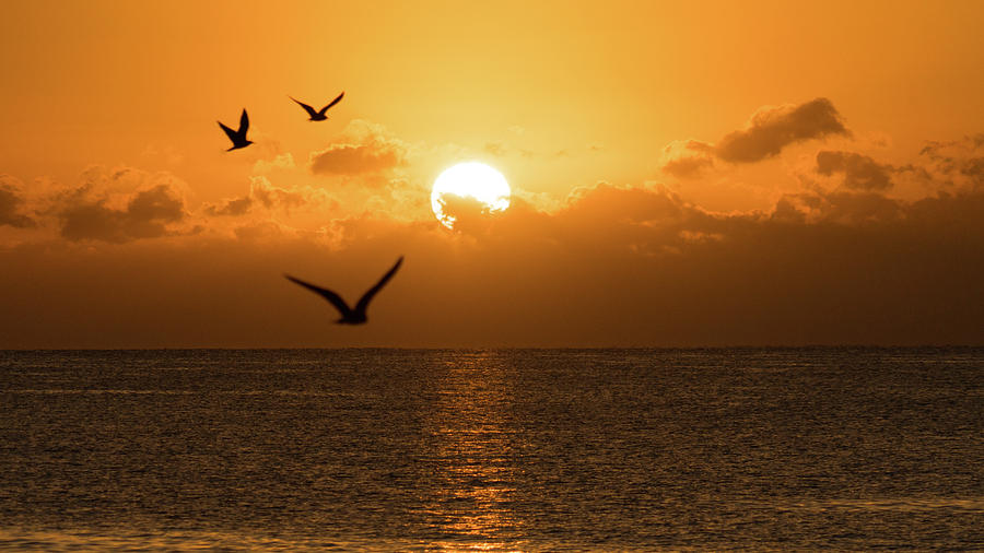 Golden Birds Sunrise Delray Beach Florida Photograph by Lawrence S Richardson Jr