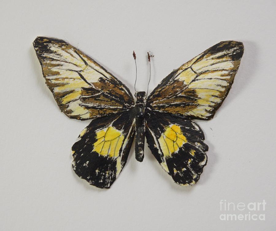 Golden Birdwing Butterfly Painting by Bev Morgan
