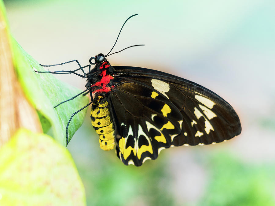Golden Birdwing Butterfly - Troides Rhadamantus Photograph by Cristina Stefan