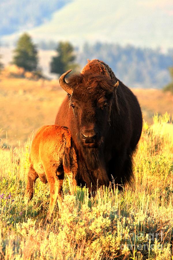 Yellowstone National Park Photograph - Golden Bison Portrait by Adam Jewell