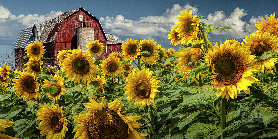 Golden Blooming Sunflowers with Red Barn in Panorama Photograph by Randall Nyhof