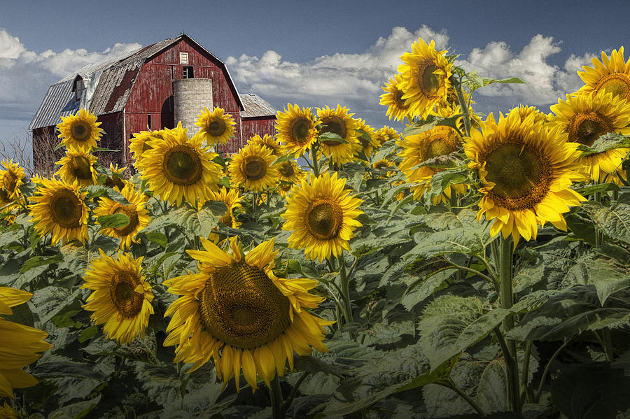 Golden Blooming Sunflowers with Red Barn Photograph by Randall Nyhof