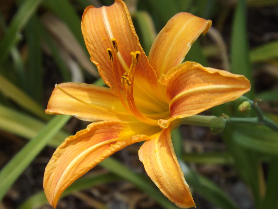 Golden Blossom Photograph by Lorna Hooper