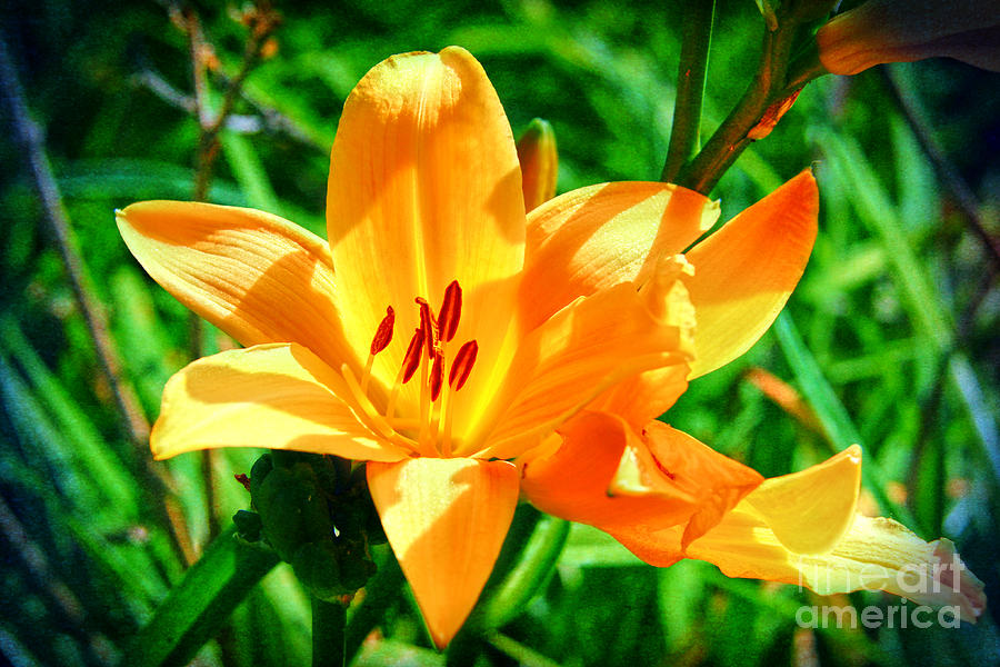 Golden Blossom Photograph by Mariola Bitner