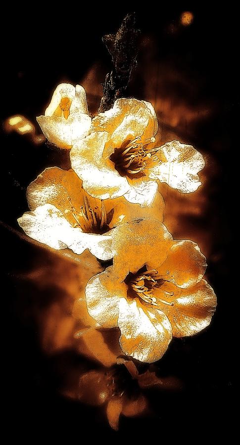 Golden Blossoms Photograph