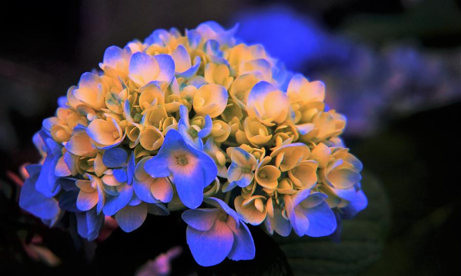 Golden-blue Hydrangea Photograph by Marilyn Alexander - Fine Art America