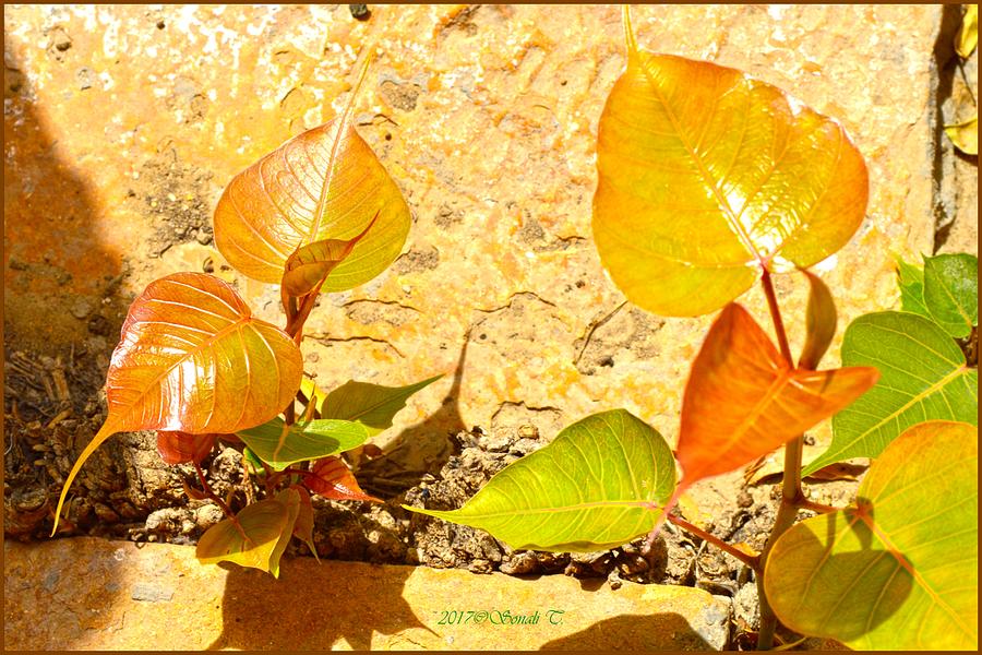 Golden Bodhi leaves Photograph by Sonali Gangane