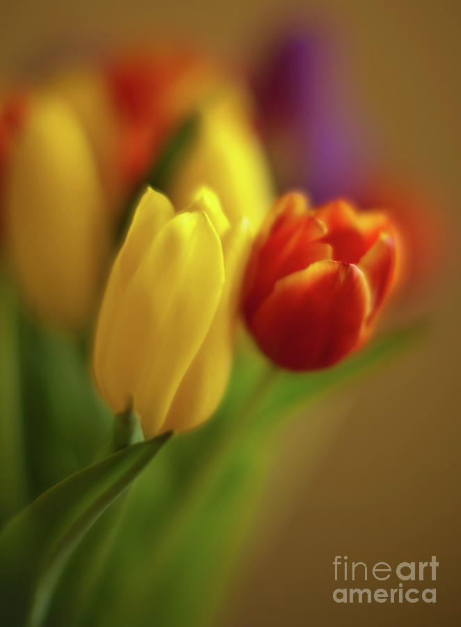 Golden Tulip Bouquet Photograph