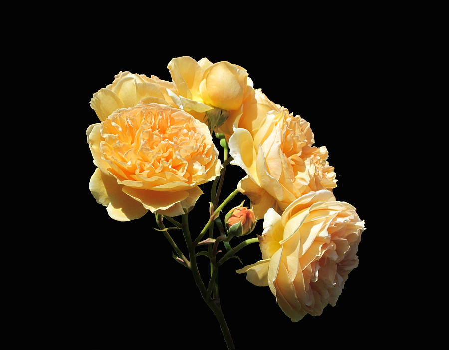 Golden Bouquet - Roses on Black Photograph by MTBobbins Photography
