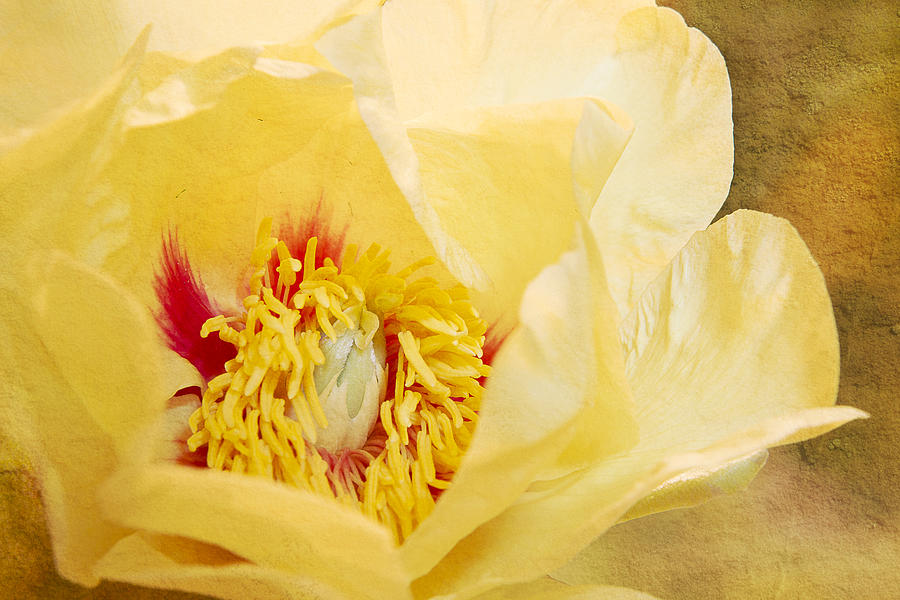 Golden Bowl Tree Peony Bloom Photograph by Patti Deters