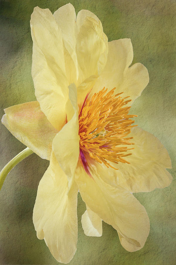 Golden Bowl Tree Peony Bloom - Profile Photograph by Patti Deters