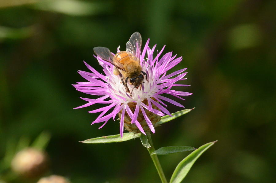 Golden Boy-Bee at work Photograph by David Porteus