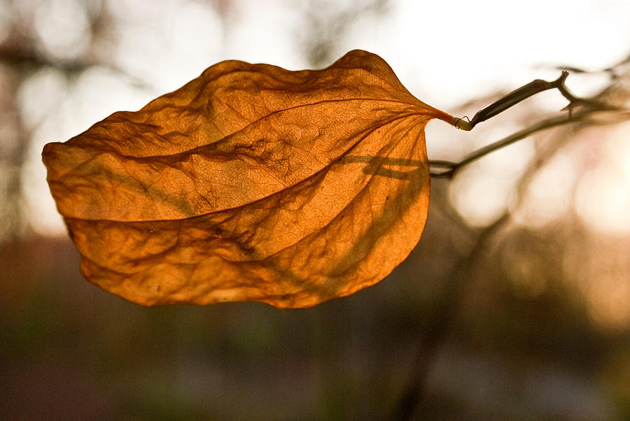 Golden Briar Leaf Photograph by Douglas Barnett