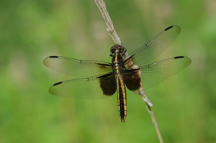 Golden Brown Dragonfly Photograph By Linda Howes Fine Art America