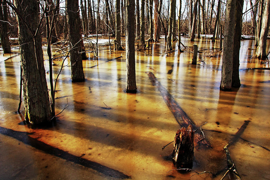 Golden Brown Frozen Pond Photograph by Debbie Oppermann