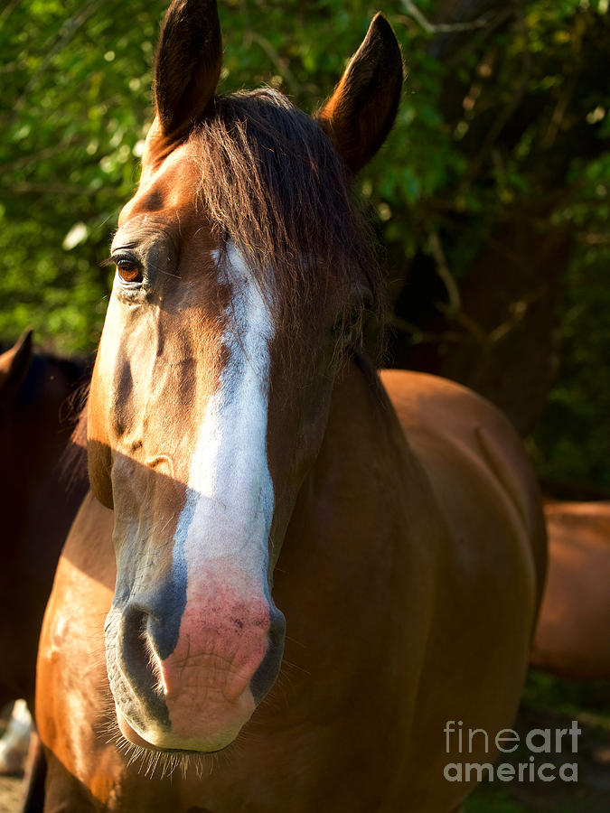 Golden Brown Horse Photograph by Rachel Morrison