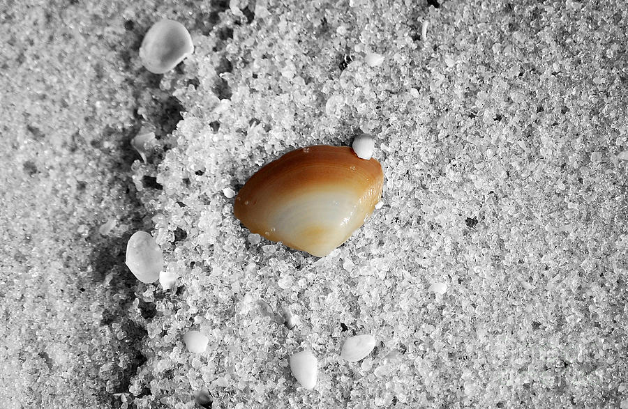 Golden Brown Sea Shell in Fine Wet Sand Macro Color Splash Black and White Photograph by Shawn OBrien