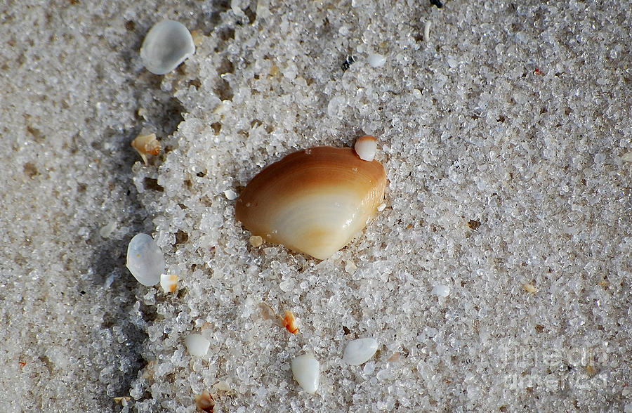 Golden Brown Sea Shell in Fine Wet Sand Macro Photograph by Shawn OBrien