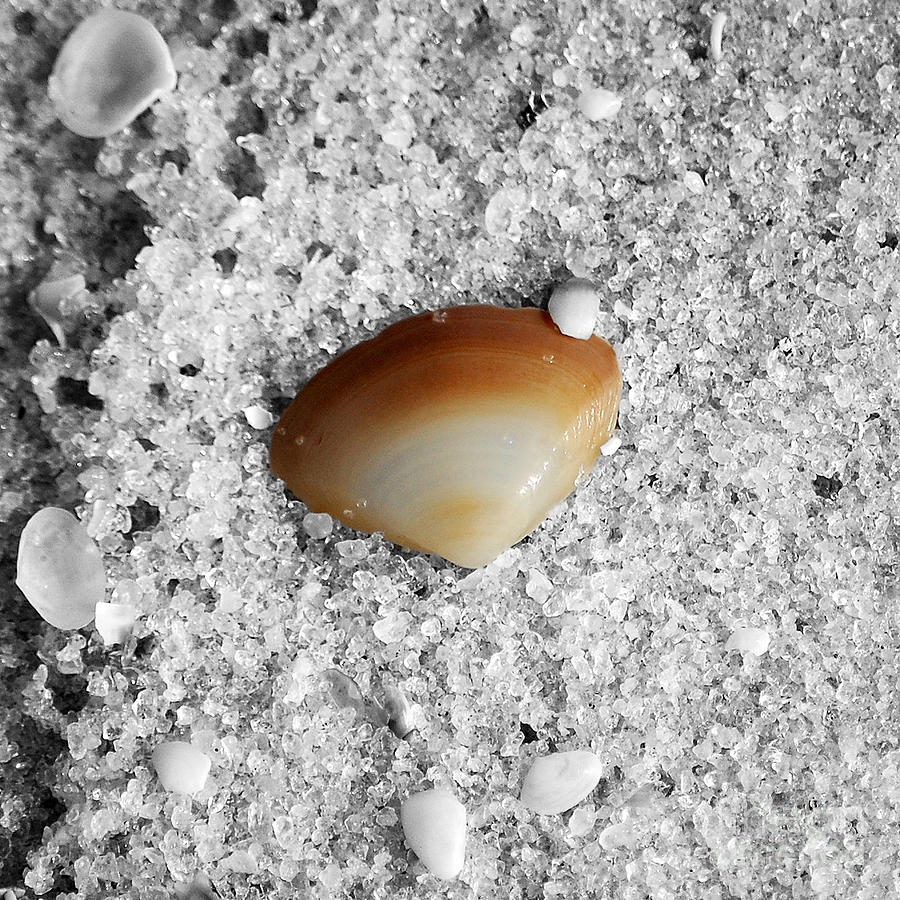 Golden Brown Sea Shell in Fine Wet Sand Macro Square Format Color Splash Black and White Photograph by Shawn OBrien