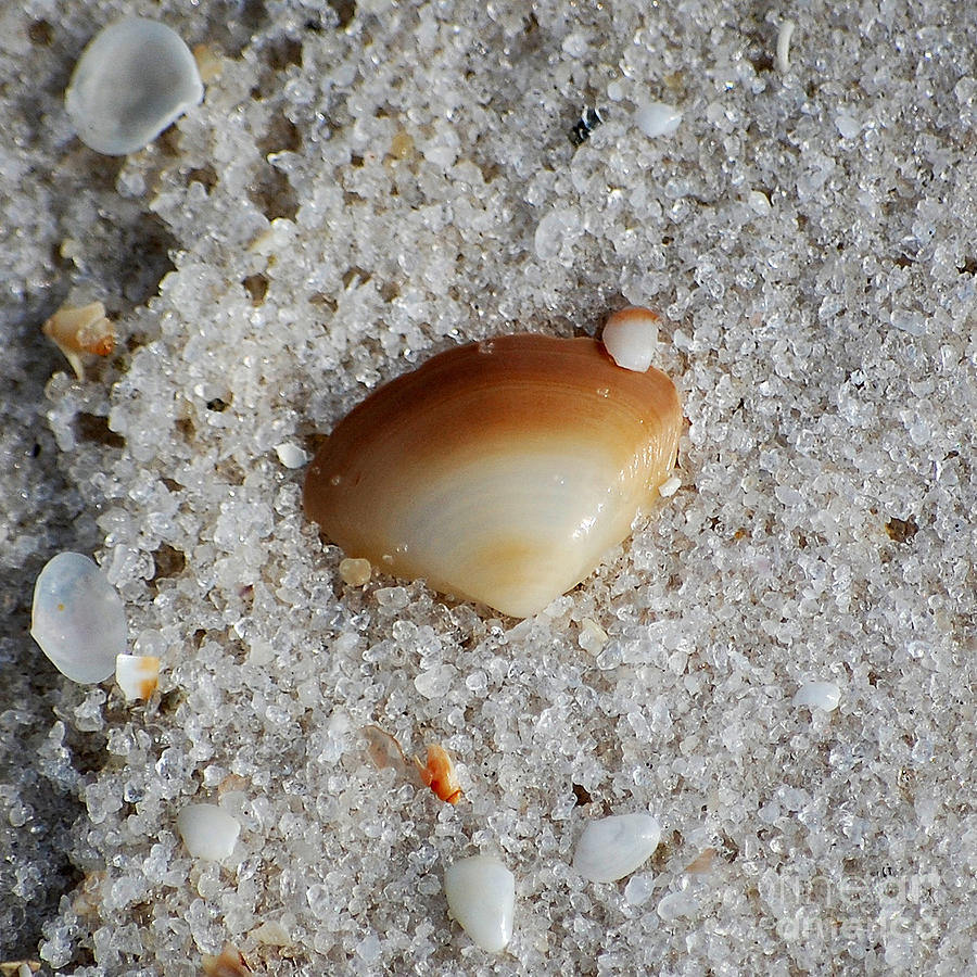 Golden Brown Sea Shell in Fine Wet Sand Macro Square Format Photograph by Shawn OBrien