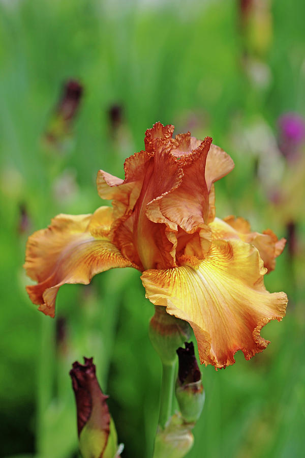 Iris Photograph - Golden Brown Sugar by Debbie Oppermann