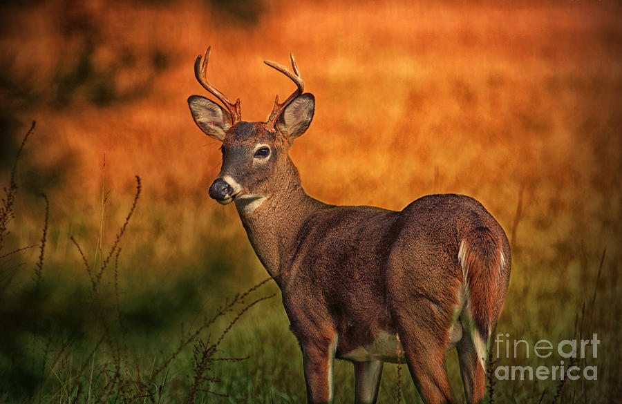 Golden Buck Photograph