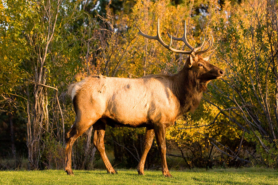 Fall Photograph - Golden Bull Elk Portrait by James BO Insogna
