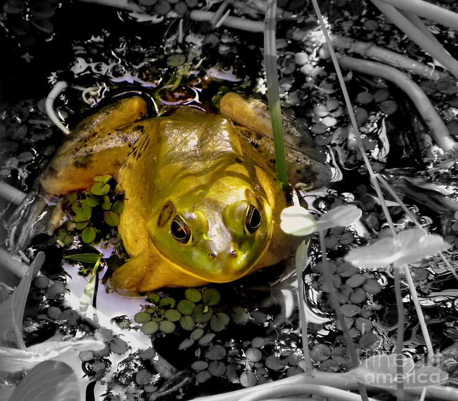 Golden Bullfrog Photograph by Terri Mills