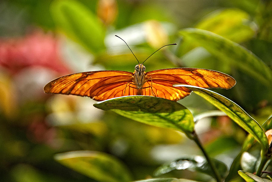 Golden Butterfly Photograph by Harry Spitz