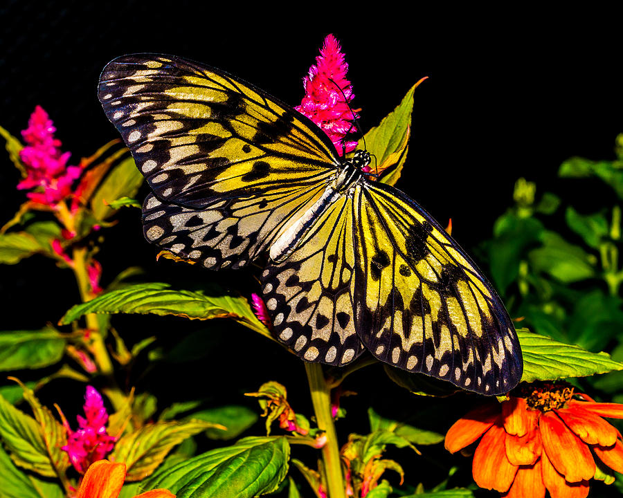 Golden Butterfly Photograph by Nick Zelinsky Jr