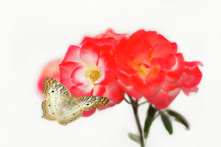 Golden Butterfly on Roses Photograph by Susan Gary