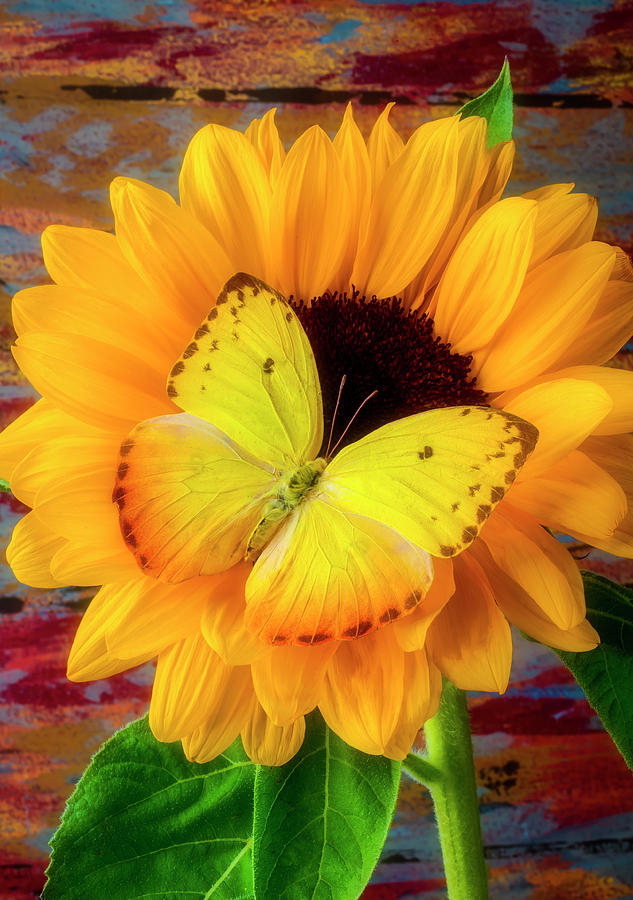 Golden Butterfly On Sunflower Photograph by Garry Gay