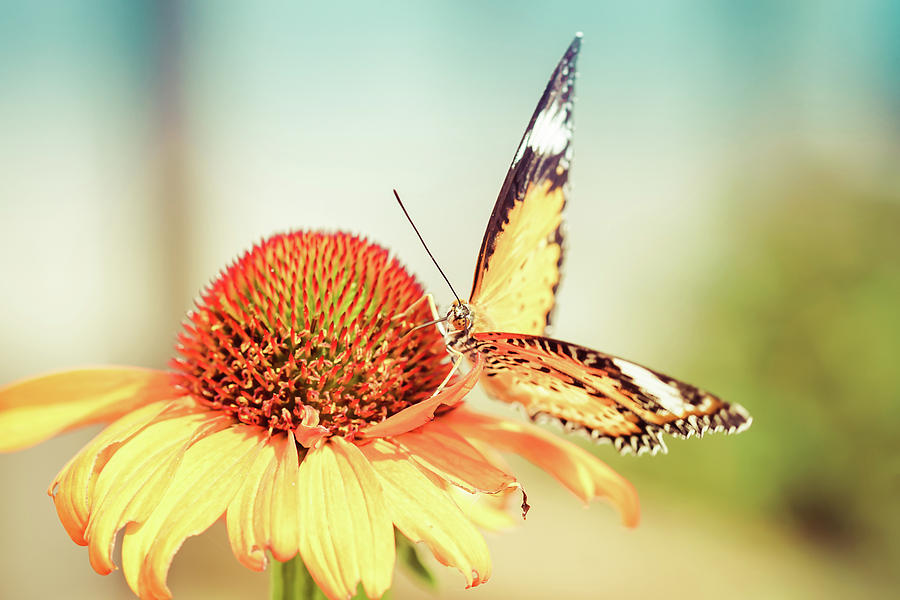 Golden Butterfly Photograph by Rebekah Zivicki