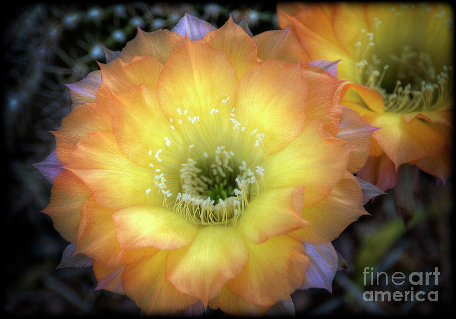 Golden Cactus Bloom Photograph by Saija Lehtonen