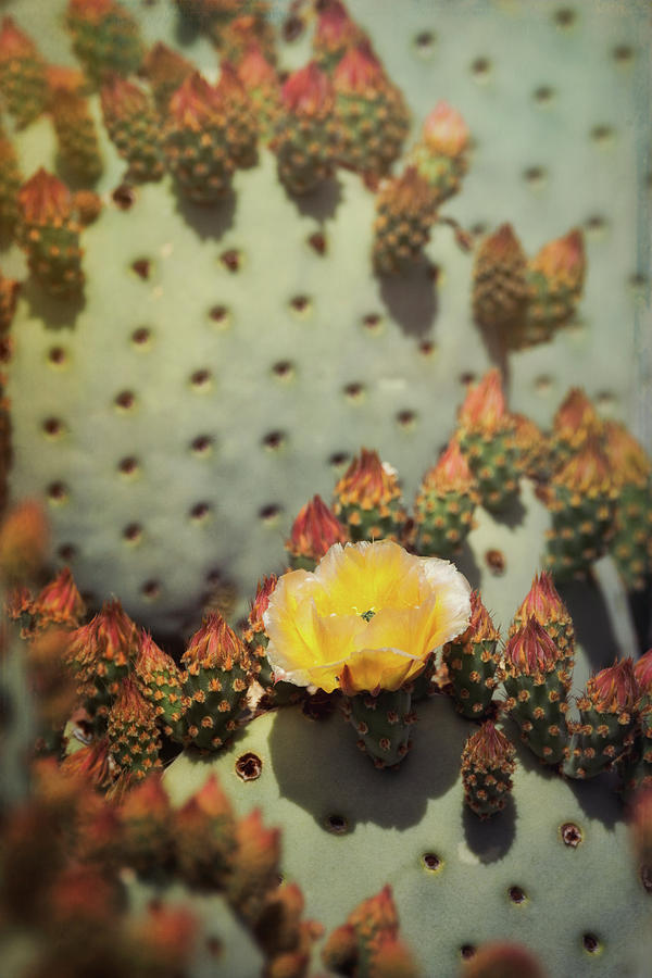 Golden Cactus Flower  Photograph by Saija Lehtonen