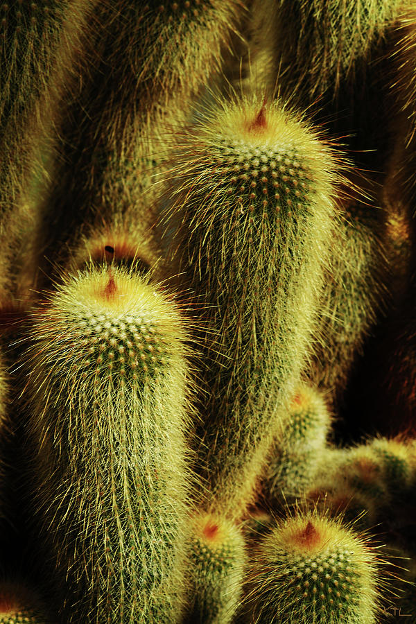 Golden Cactus Photograph by Karol Livote