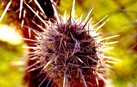 Golden Cactus Photograph by Margaret Knight Golden Cactus Photograph by Margaret Knight