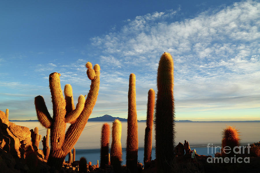 Golden Cactus Sunrise Salar de Uyuni Bolivia Photograph by James Brunker
