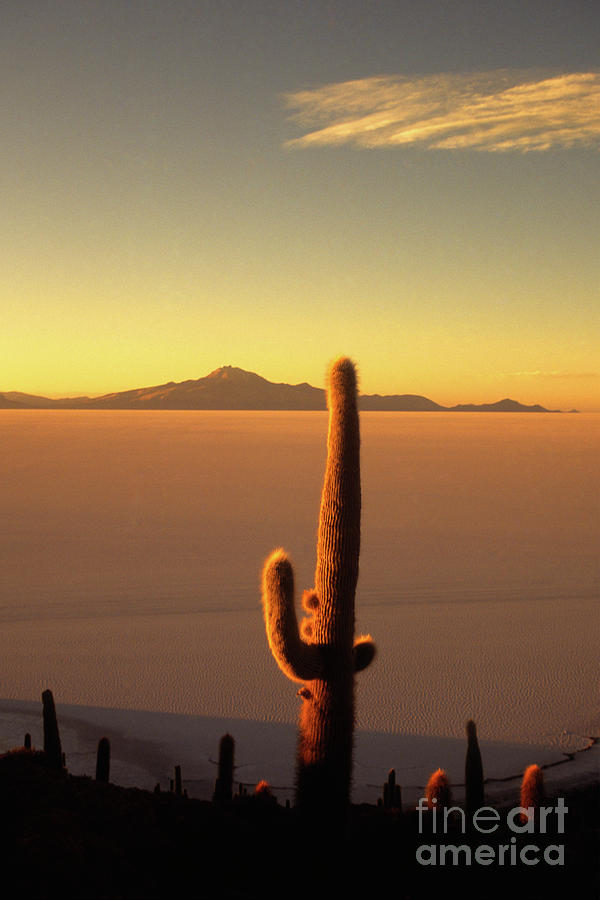 Desert Photograph - Golden cactus sunset by James Brunker